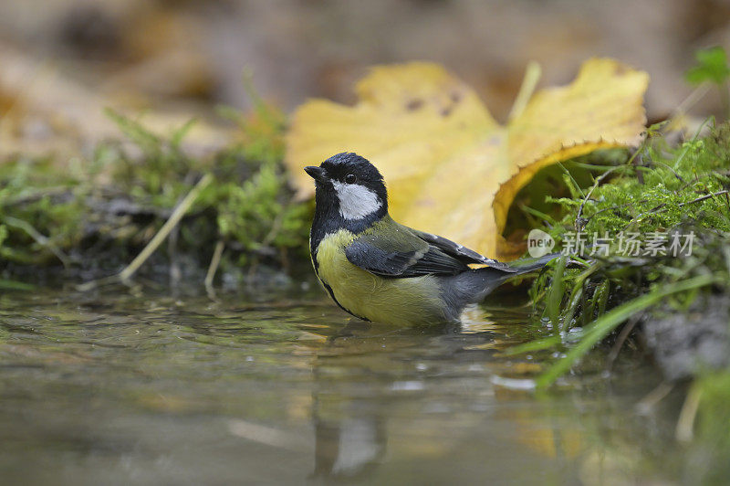 大山雀清洗(Parus major)